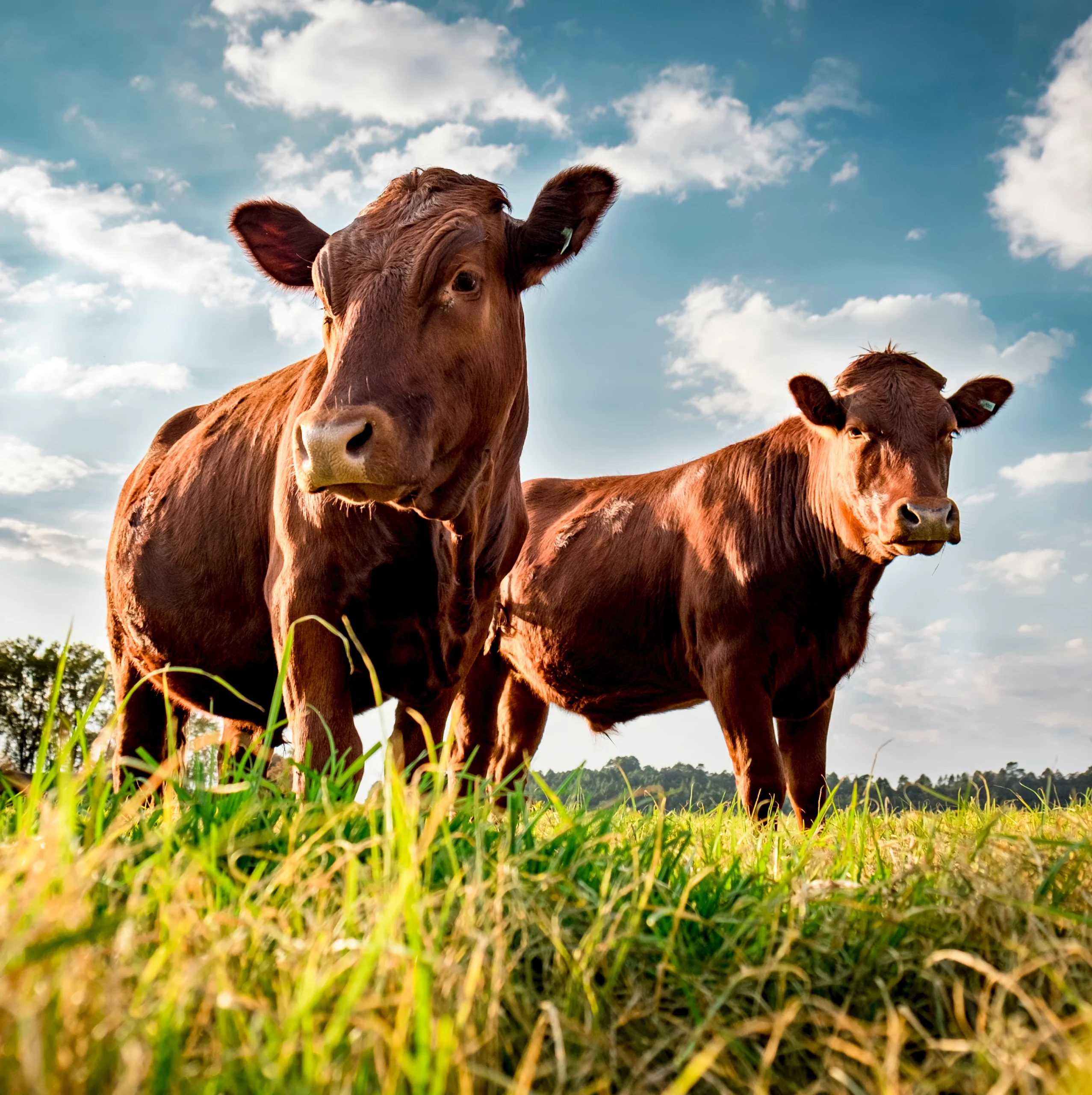 Beef Cattle